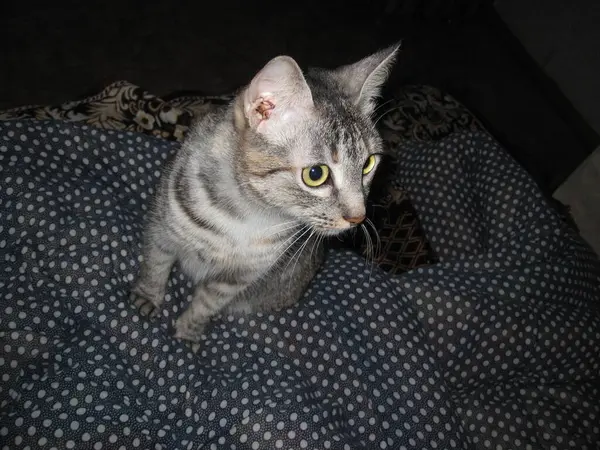 一只长着大眼睛大耳朵的漂亮毛茸茸的家猫正坐在一条带有白斑的深色毛毯上 — 图库照片