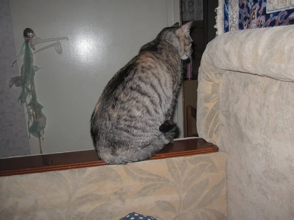 一只长着大眼睛大耳朵的漂亮绒毛家猫正坐在沙发的横梁上 — 图库照片