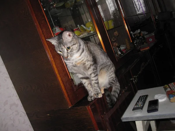一只长着大眼睛大耳朵的漂亮蓬松的家猫正坐在橱柜上 — 图库照片