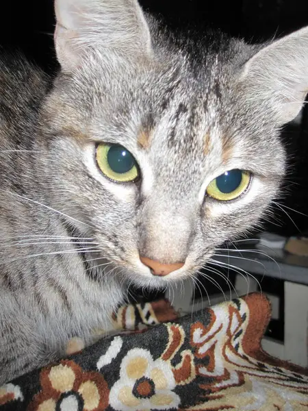 Πρόσωπο Μιας Εγχώριας Γάτας Απαλά Μαλλιά Μεγάλα Πράσινα Μάτια — Φωτογραφία Αρχείου