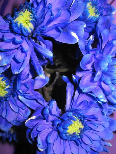 Blue chrysanthemum with a yellow core - flowers
