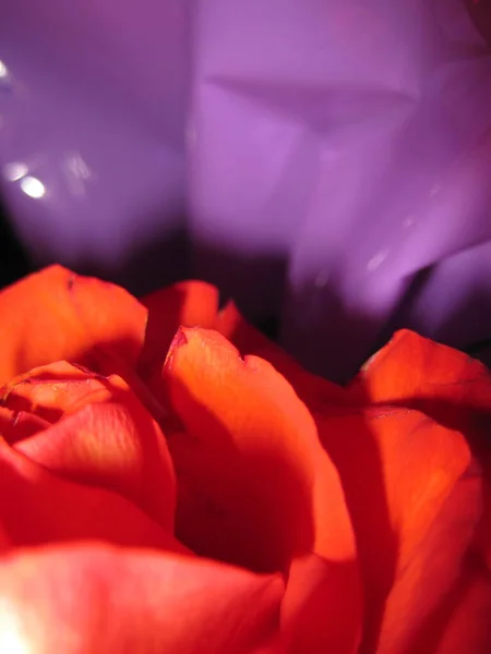 Okvětní Lístky Červené Růže Purpurovém Pozadí Květiny — Stock fotografie