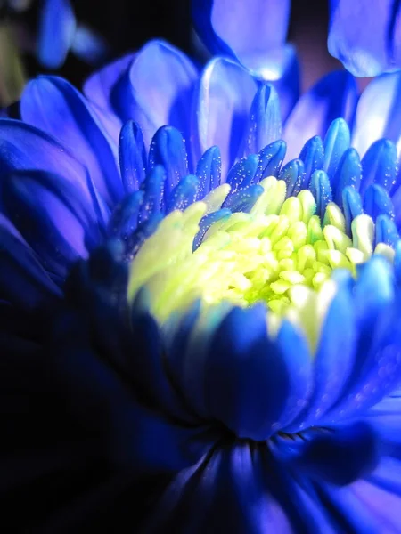 Синий Хризантема Желтым Ядром Цветы — стоковое фото