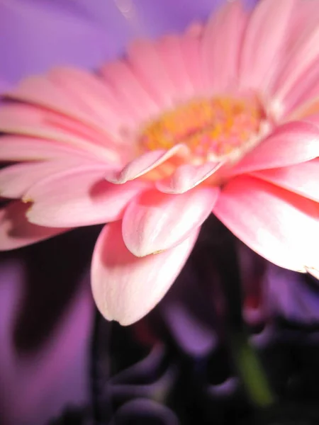 Рожева Гербера Фіолетовим Тлом Макрозйомка Квіти — стокове фото