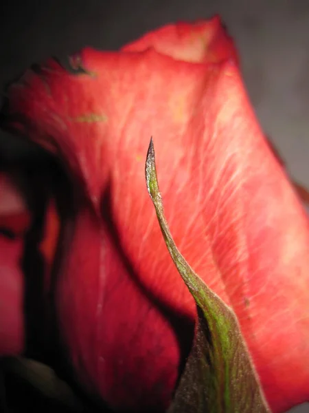 一种红色的玫瑰芽 有绿色的茎侧观赏花 — 图库照片