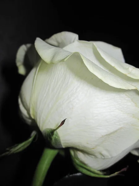 A white rose bud with a green stem - side view - flowers