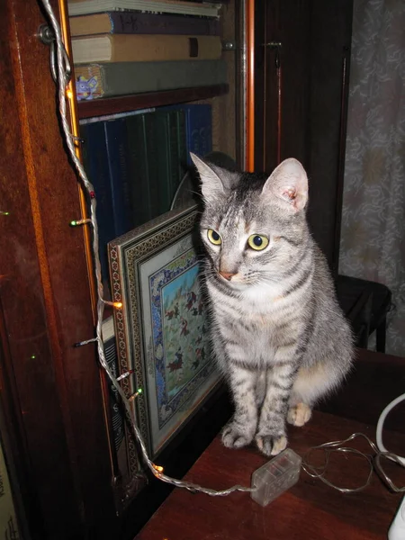 一只长着大眼睛大耳朵的漂亮蓬松的家猫正坐在橱柜上 — 图库照片
