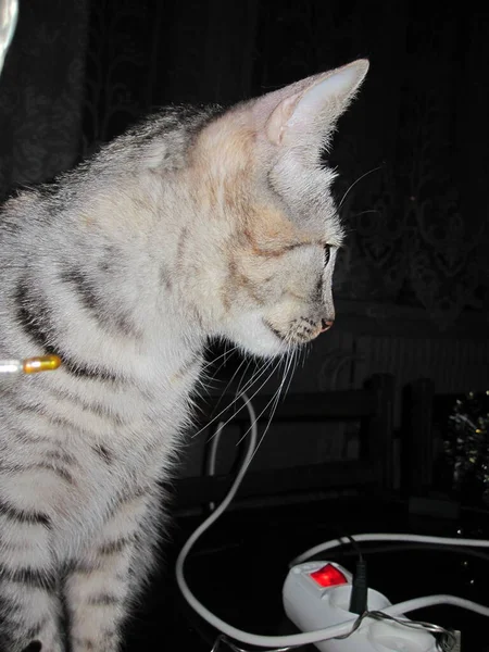 大きな目と耳を持つ美しいふわふわの国内猫がキャビネットに座っています サイドビュー — ストック写真