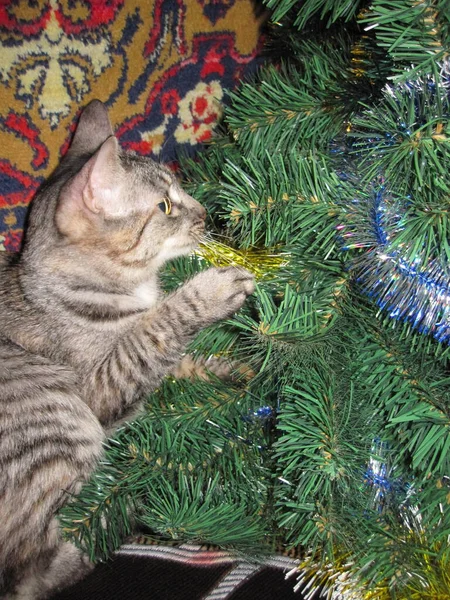 Jasné Vánoční Dekorace Kočka — Stock fotografie