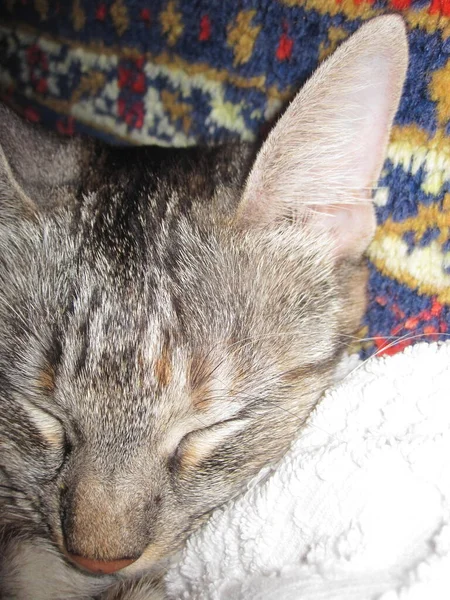 Een Schattige Kat Slaapt Een Witte Doek — Stockfoto