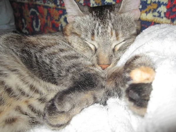 一只可爱的猫睡在一块白布上 — 图库照片