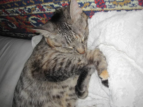 Μια Χαριτωμένη Γάτα Κοιμάται Πάνω Ένα Λευκό Πανί — Φωτογραφία Αρχείου