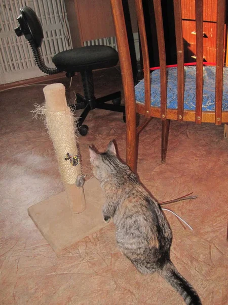 Die Katze Schaut Auf Das Spielzeug — Stockfoto