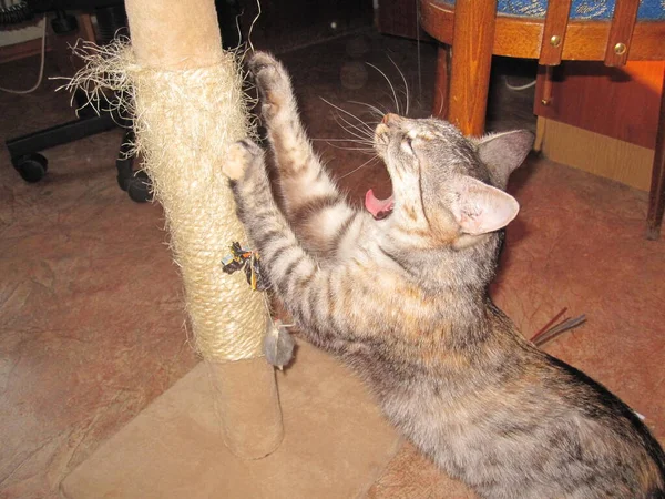 猫はあくびをし爪を研ぎ — ストック写真
