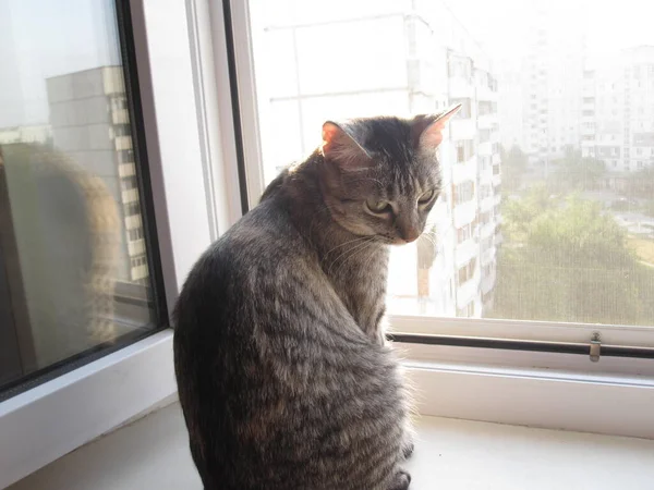 Кіт Сидить Вікні Спить — стокове фото