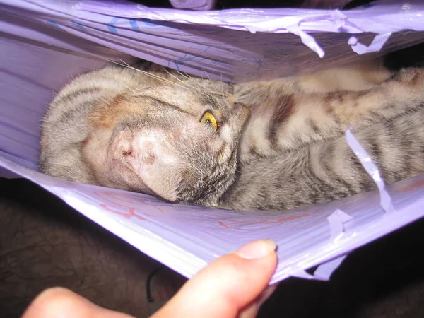 家猫爬到包里去了 — 图库照片