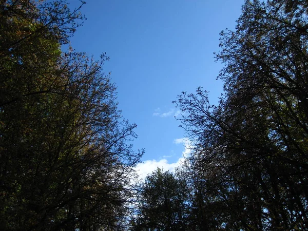 Céu Azul Muito Bonito Com Nuvens Árvores — Fotografia de Stock