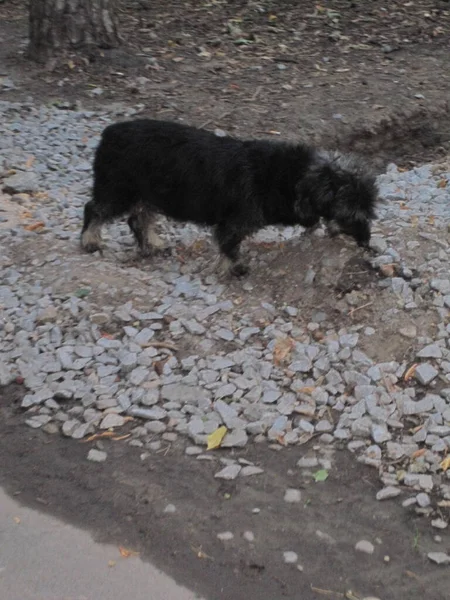 Gatuhund Sten — Stockfoto