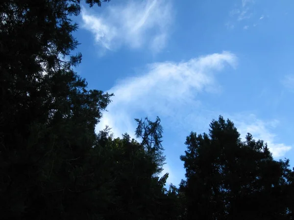 Zeer Mooie Blauwe Lucht Met Wolken Boomsilhouetten — Stockfoto
