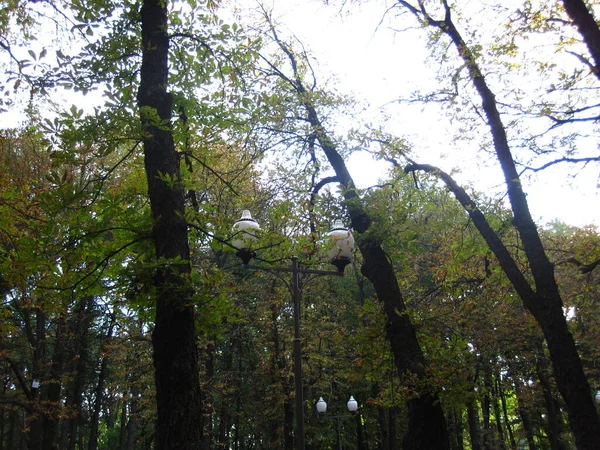 오후에 나무들 사이에 아름다운 가로등 — 스톡 사진