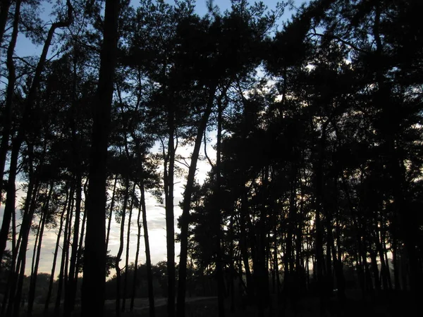 Silhouetten Von Bäumen Auf Dem Hintergrund Des Himmels — Stockfoto