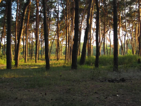 Vidoeiro Pinheiro Grama Verde Raio Sol Pôr Sol Floresta — Fotografia de Stock
