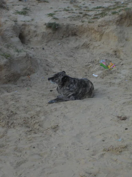 沙地上的野狗 — 图库照片