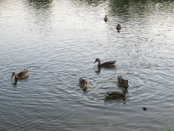 Enten Auf Dem Wasser — Stockfoto