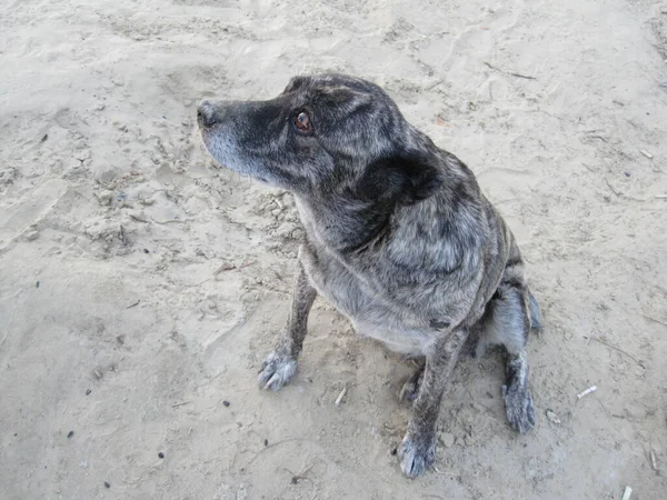 Дворовая Собака Песке — стоковое фото