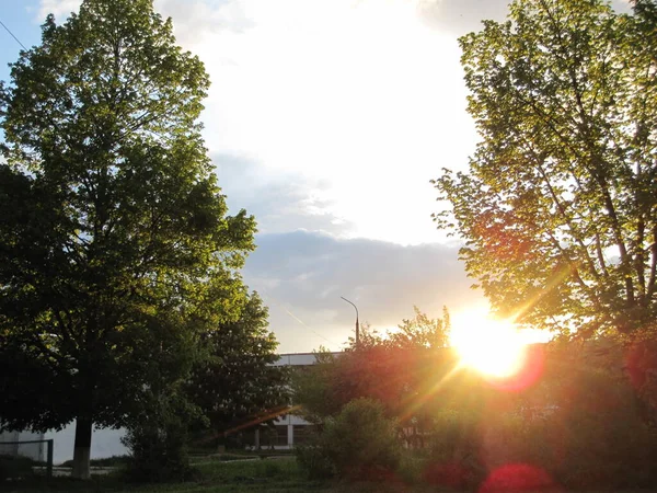 Яскравий Захід Сонця Великим Зеленим Деревом — стокове фото