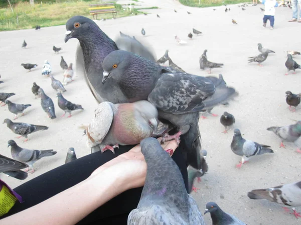 Tauben Fressen Außer Kontrolle — Stockfoto