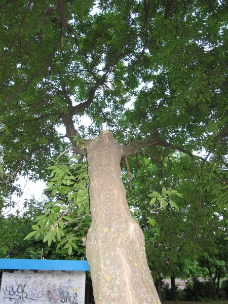 Uma Grande Coroa Uma Árvore Verde Visão Fundo — Fotografia de Stock