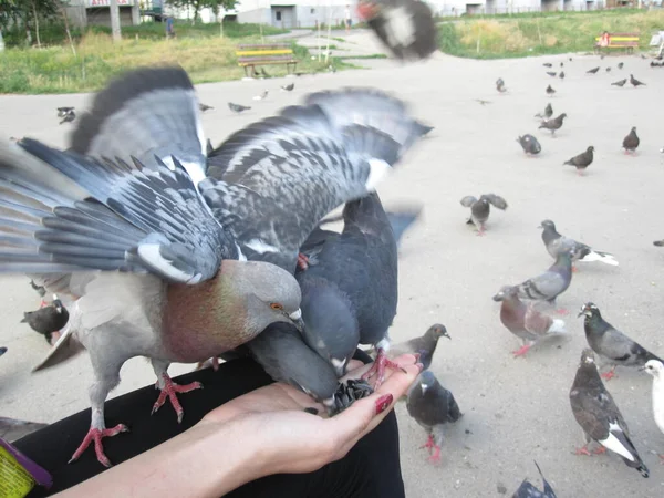 Pigeons Eat Out Hand — Stock Photo, Image