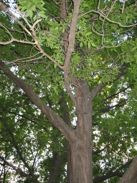 緑の木の大きな冠 ボトムビュー — ストック写真