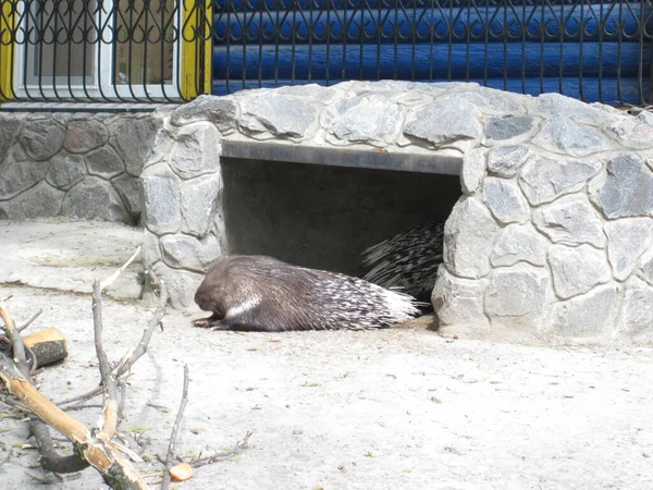 고슴도치 동물원에서 — 스톡 사진