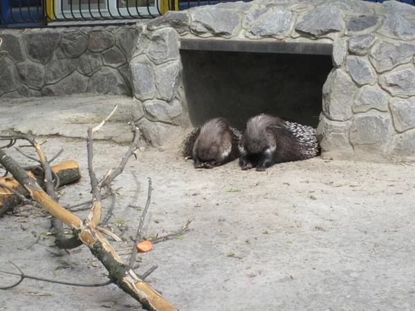 Stachelschweine Foto Aus Dem Zoo — Stockfoto