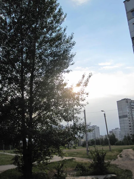 Дерево Сонце Небо Будівлі Задньому Плані — стокове фото