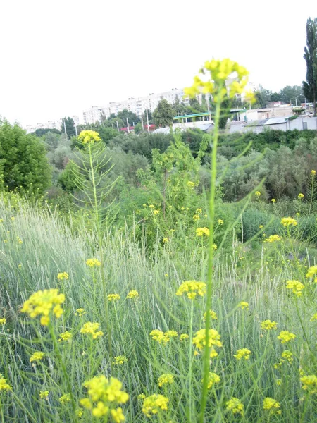 Uma Planta Campo Amarelo Florido Com Uma Haste Verde — Fotografia de Stock