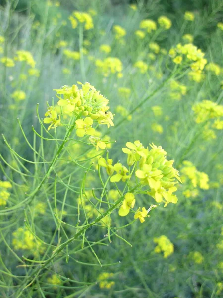 Une Plante Champ Jaune Fleurie Avec Une Tige Verte — Photo
