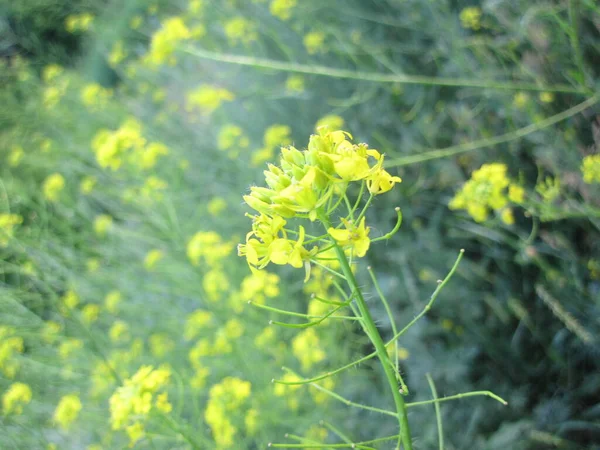 Een Bloeiende Gele Veldplant Met Een Groene Stengel — Stockfoto