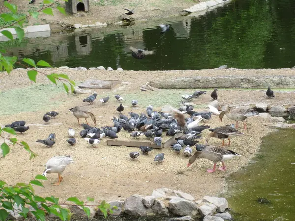 Περιστέρια Πάπιες Και Πολλά Πουλιά Στη Λίμνη Φωτογραφία Από Ζωολογικό — Φωτογραφία Αρχείου