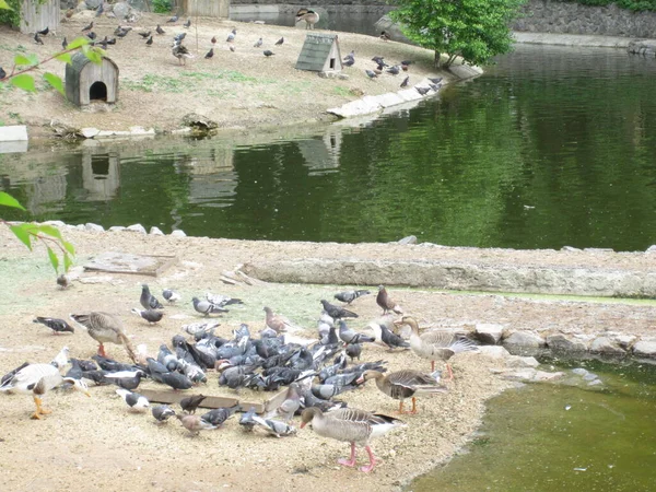 Pombos Patos Muitos Pássaros Lago Foto Zoológico — Fotografia de Stock