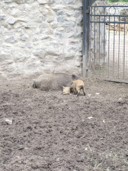 野猪躺在地上 妈妈带着小熊 动物园的照片 — 图库照片