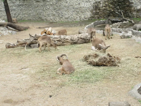 Дикие Горные Козы Фото Зоопарка — стоковое фото