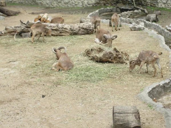 Chèvres Des Montagnes Sauvages Photo Zoo — Photo