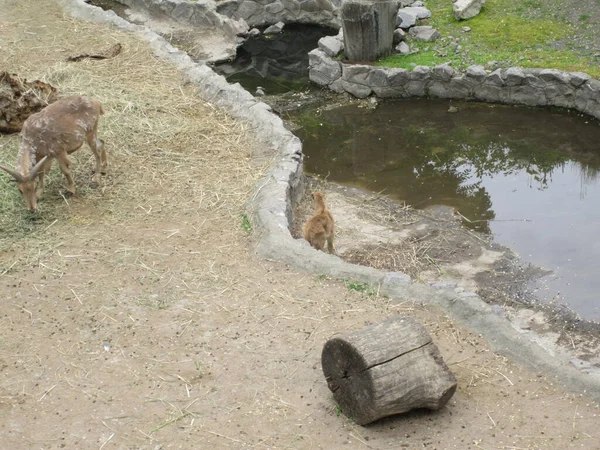 野生山山羊 动物园的照片 — 图库照片