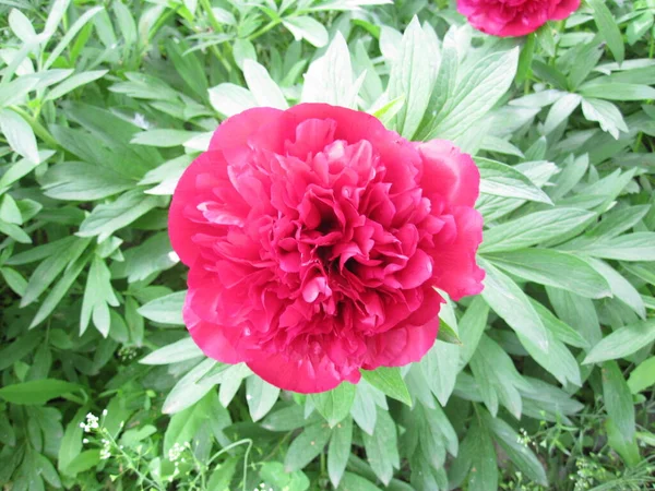 Parlak Kırmızı Yaprakları Yeşil Yaprakları Olan Güzel Bir Çiçek — Stok fotoğraf
