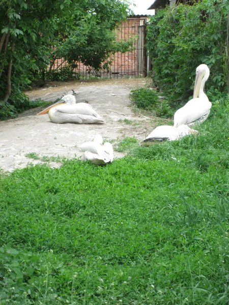 Pelicans Sur Pelouse Photo Zoo — Photo