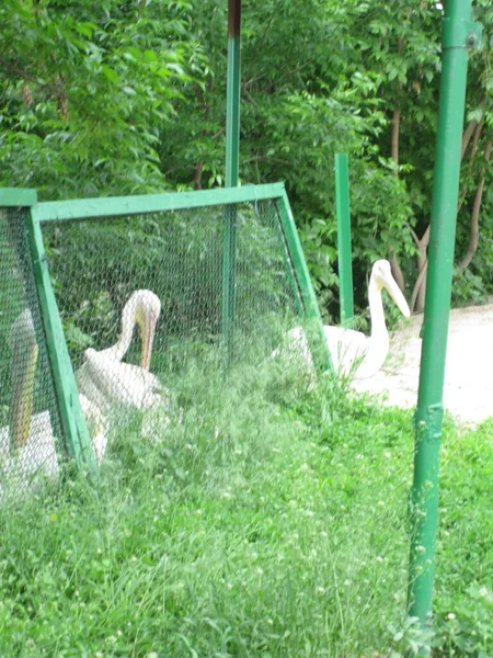 Pelikanen Het Grasveld Foto Uit Dierentuin — Stockfoto