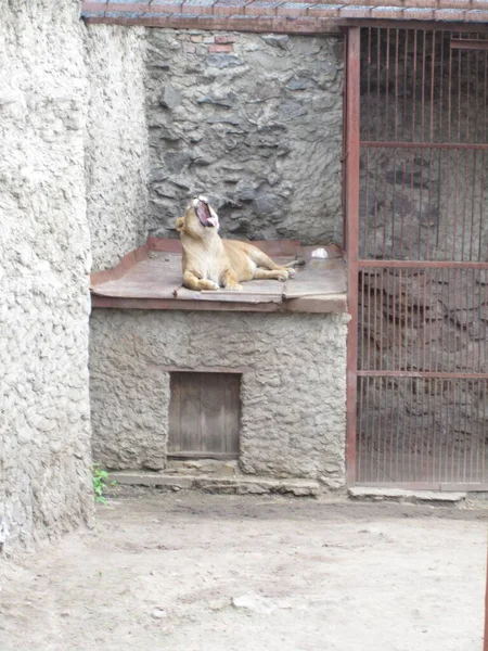 Una Leona Está Descansando Una Foto Del Zoológico — Foto de Stock